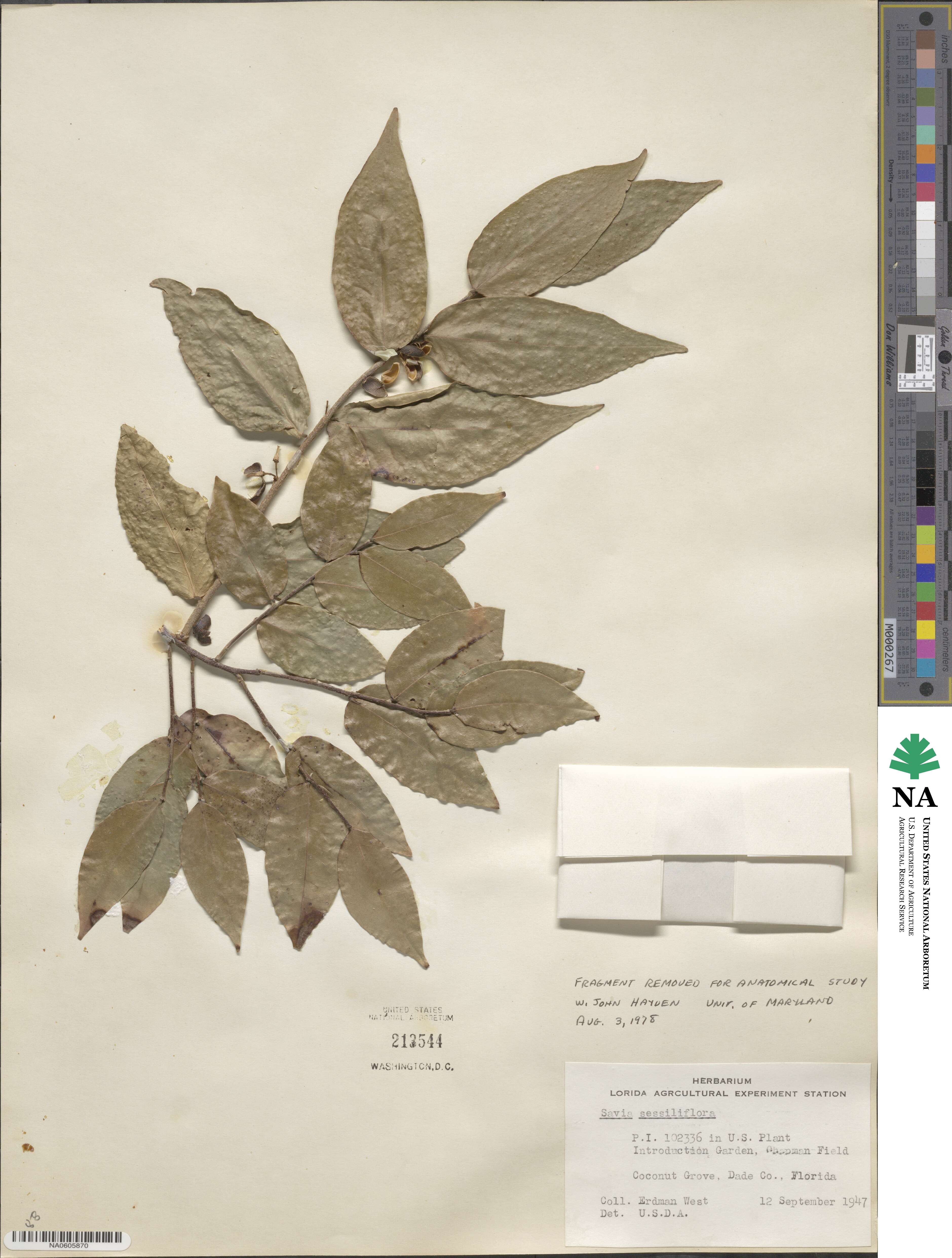 Savia sessiliflora image