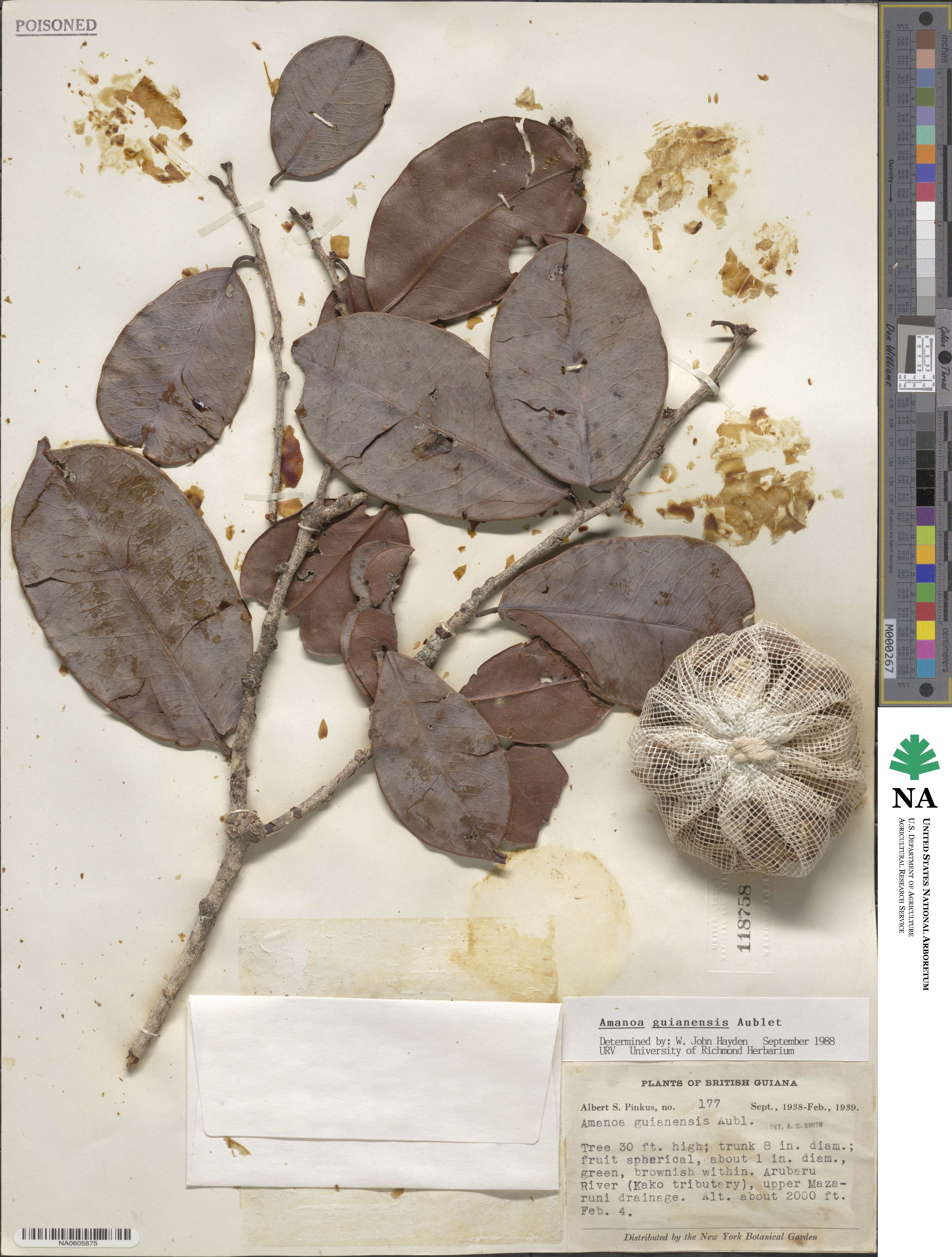 Amanoa guianensis image