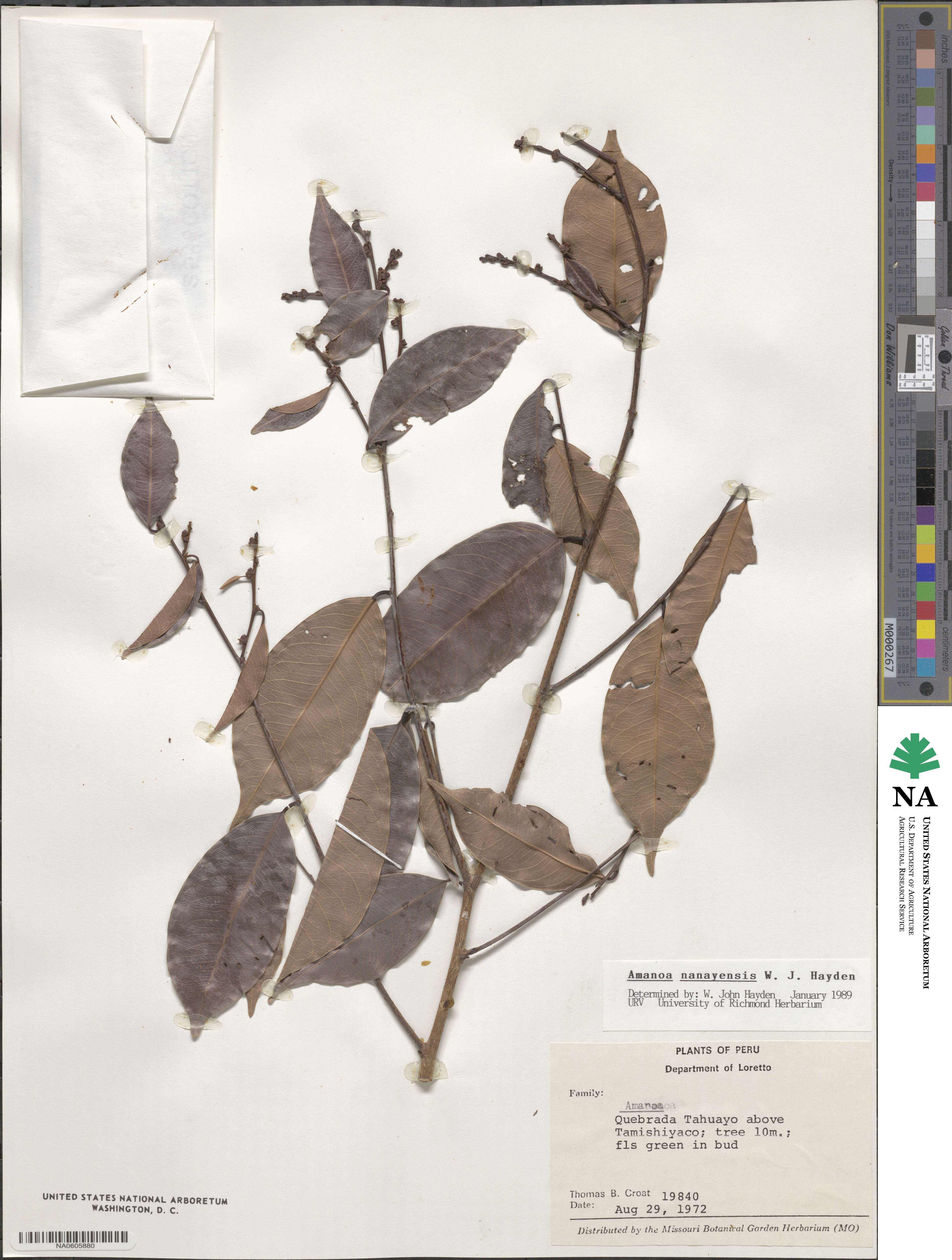 Amanoa nanayensis image