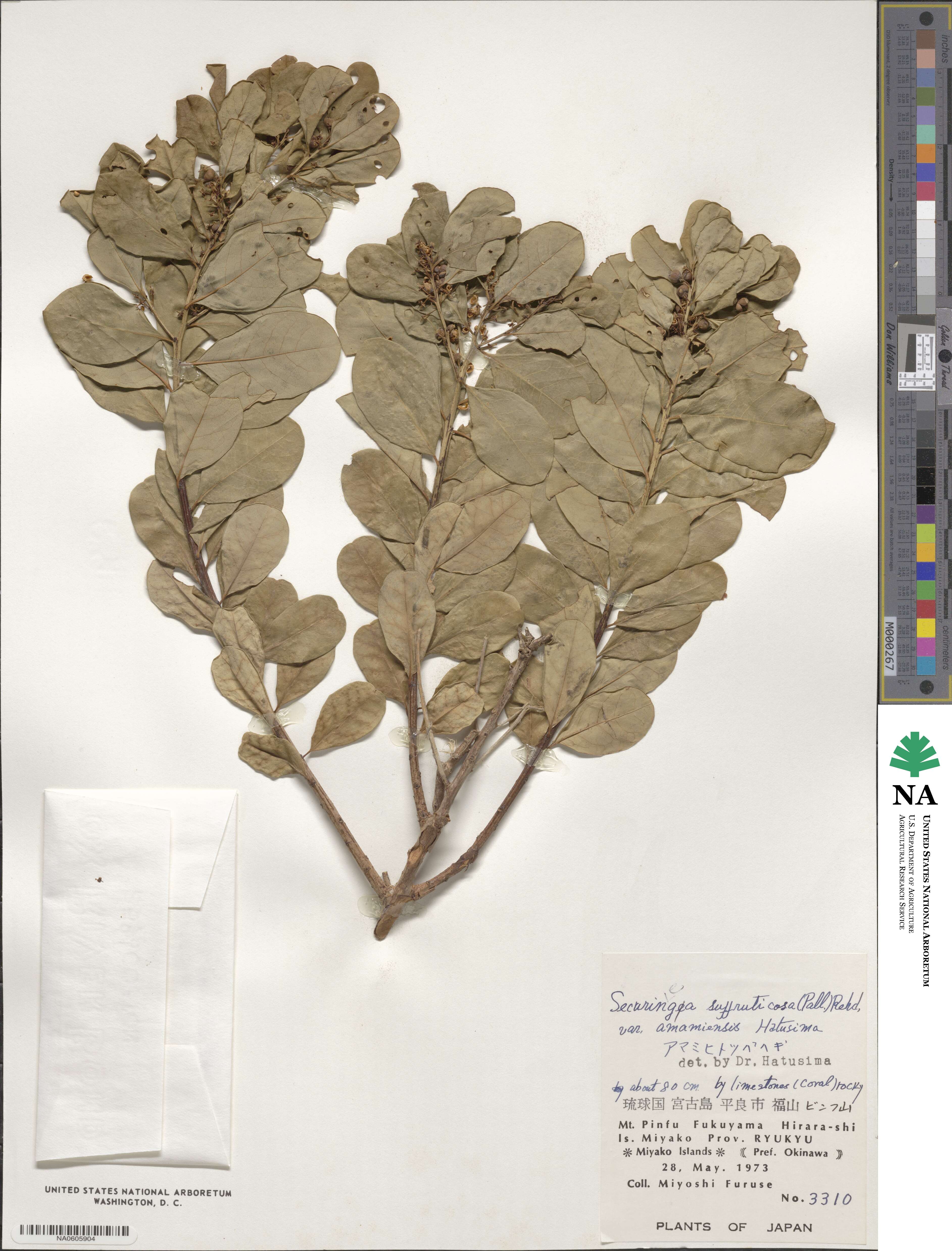 Flueggea suffruticosa image