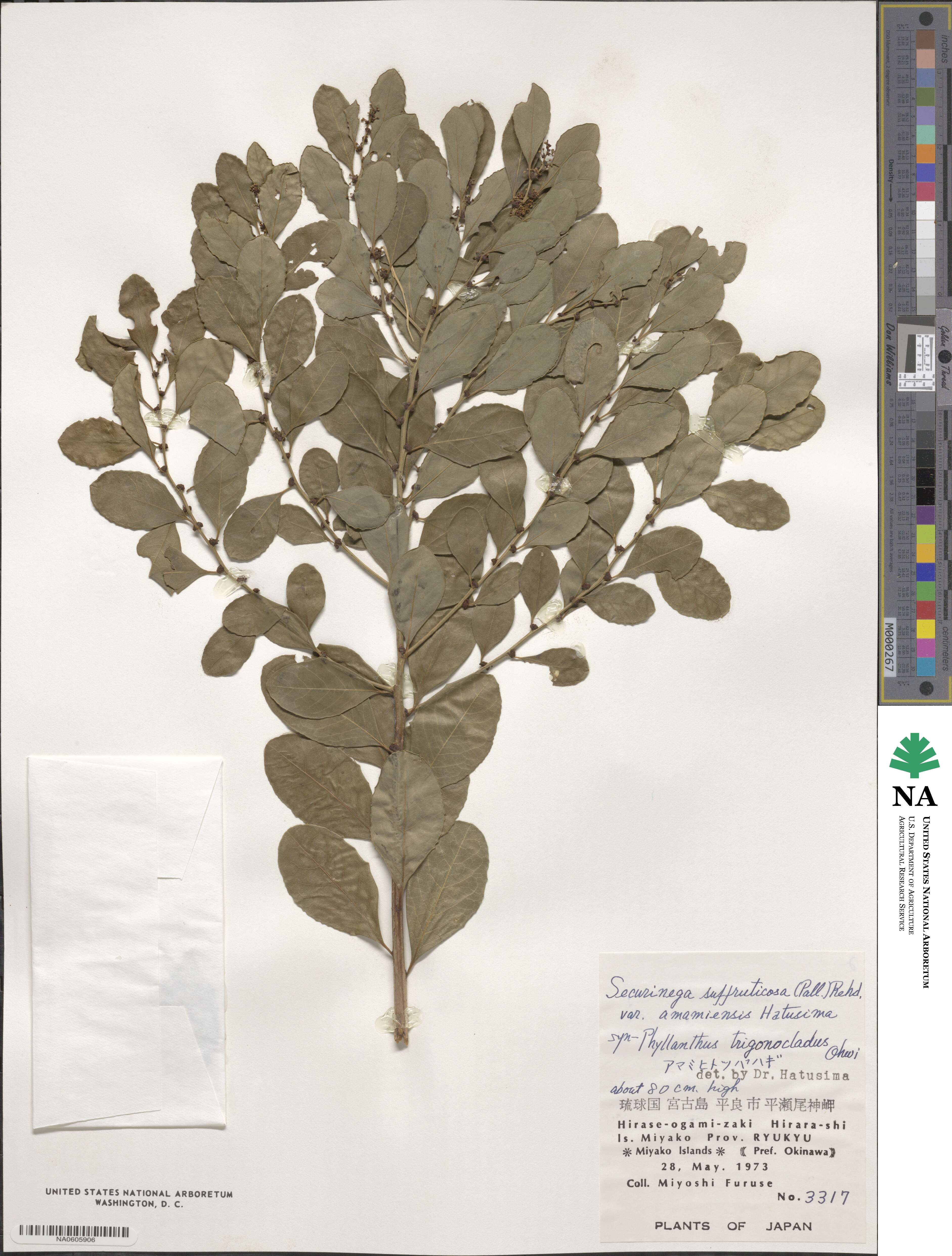 Flueggea image