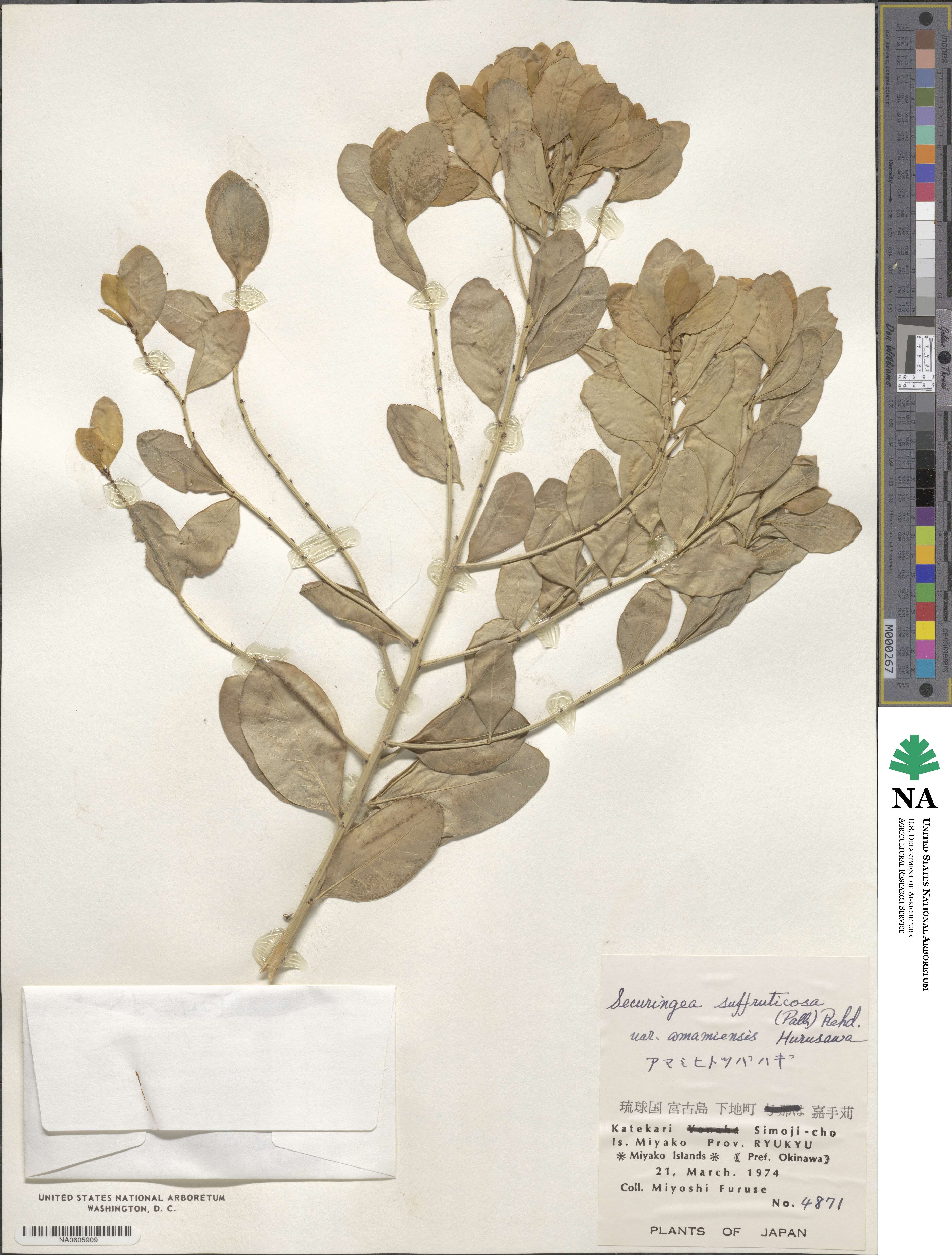 Flueggea suffruticosa image