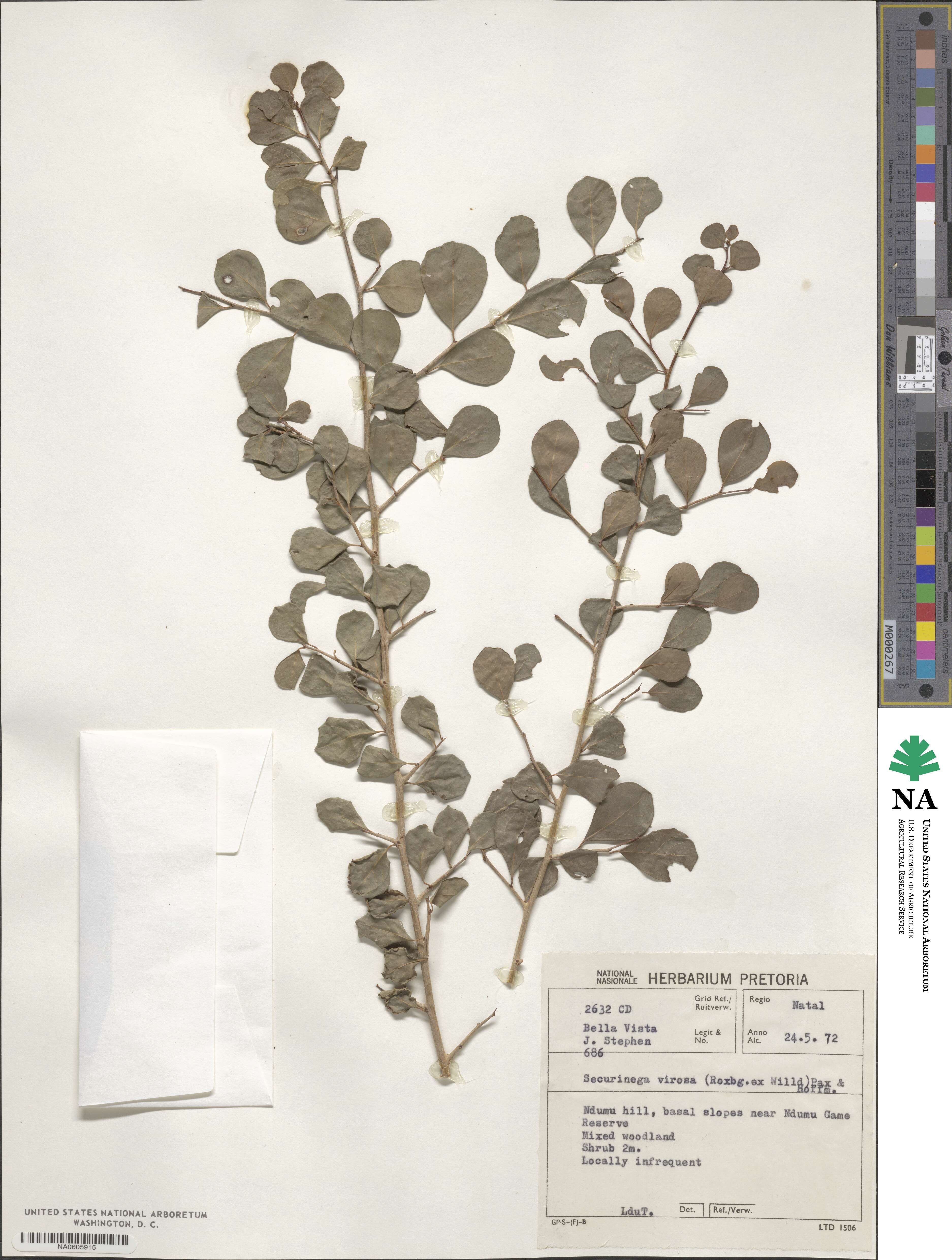 Flueggea virosa image