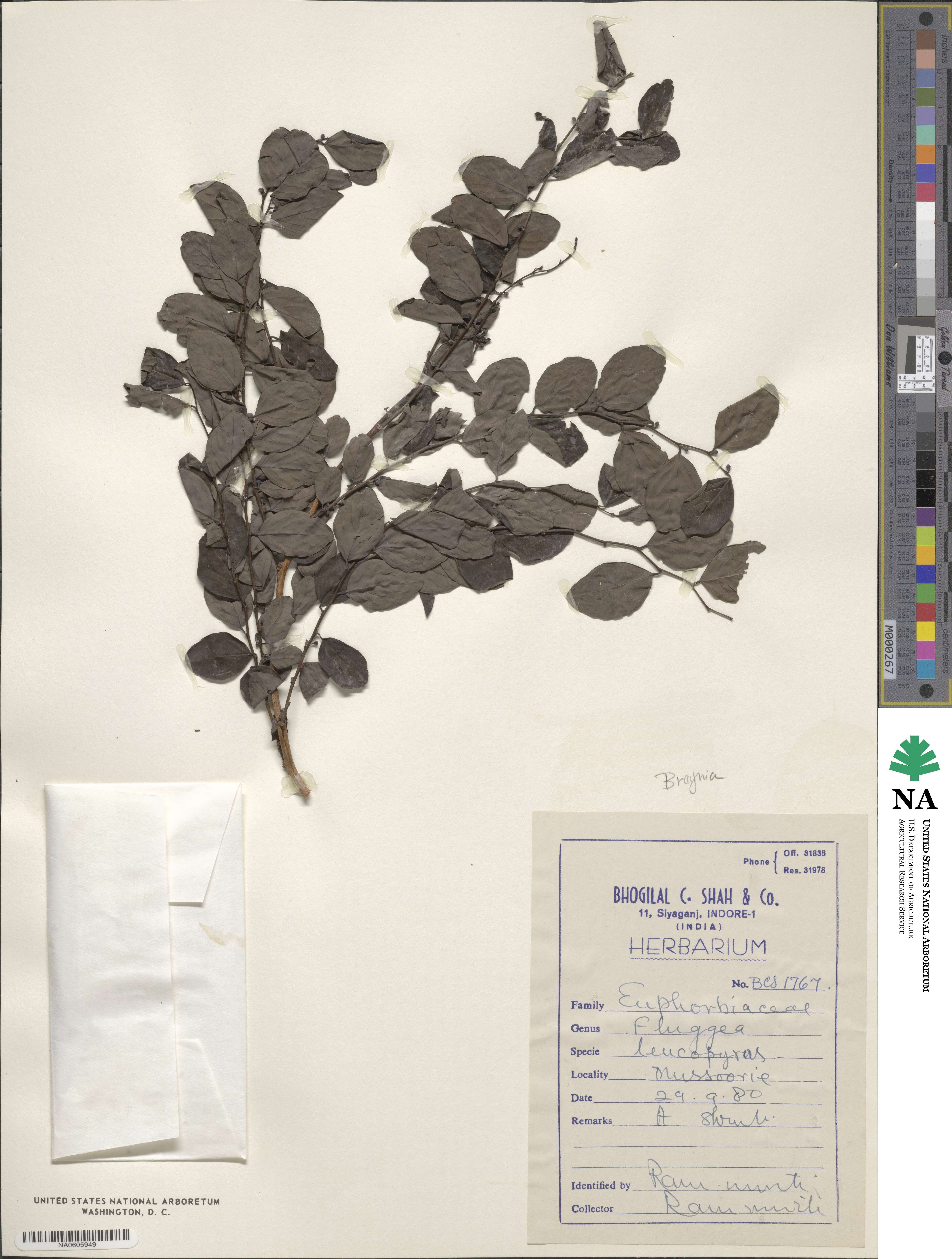 Flueggea leucopyrus image