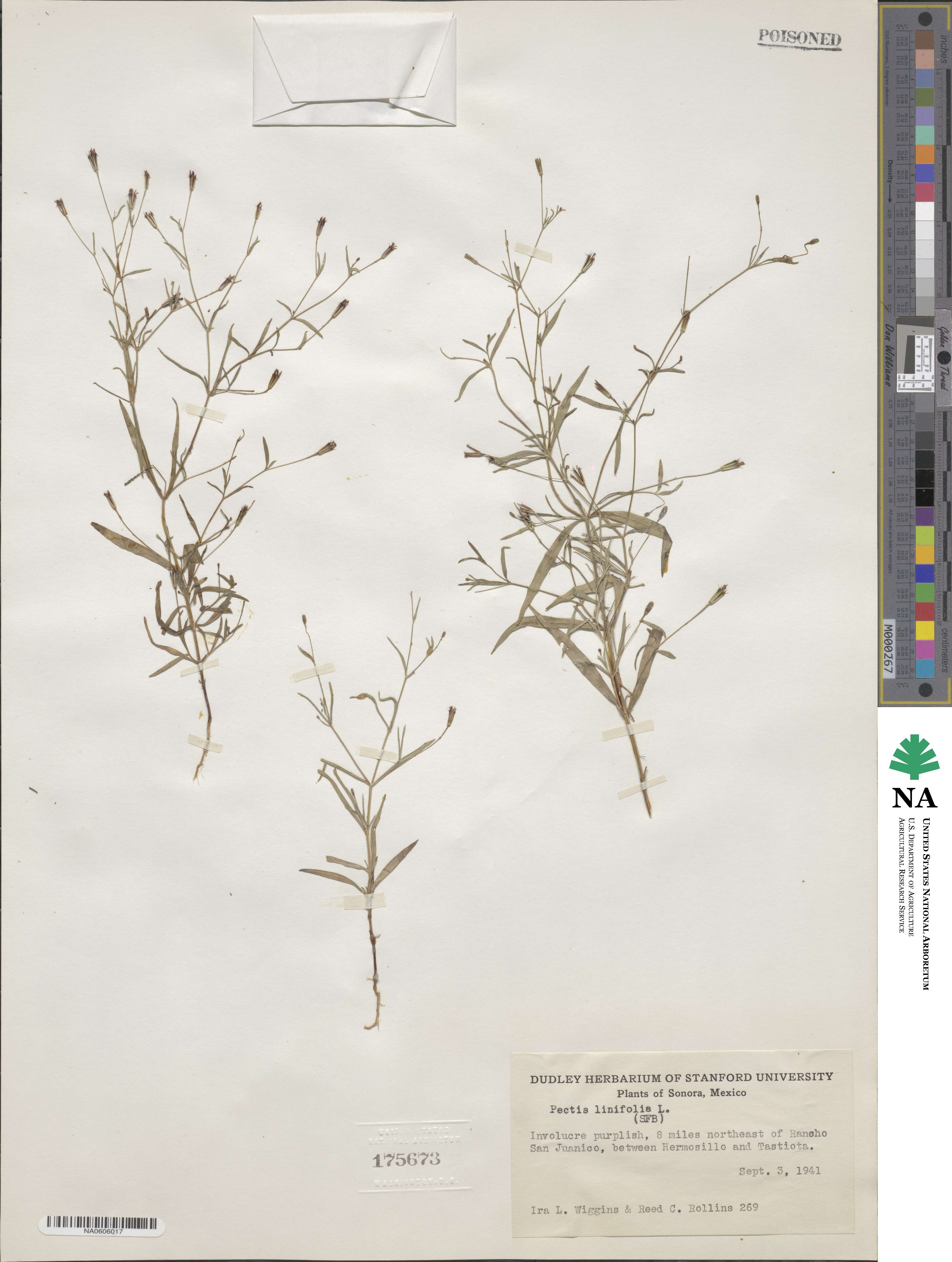 Pectis linifolia image