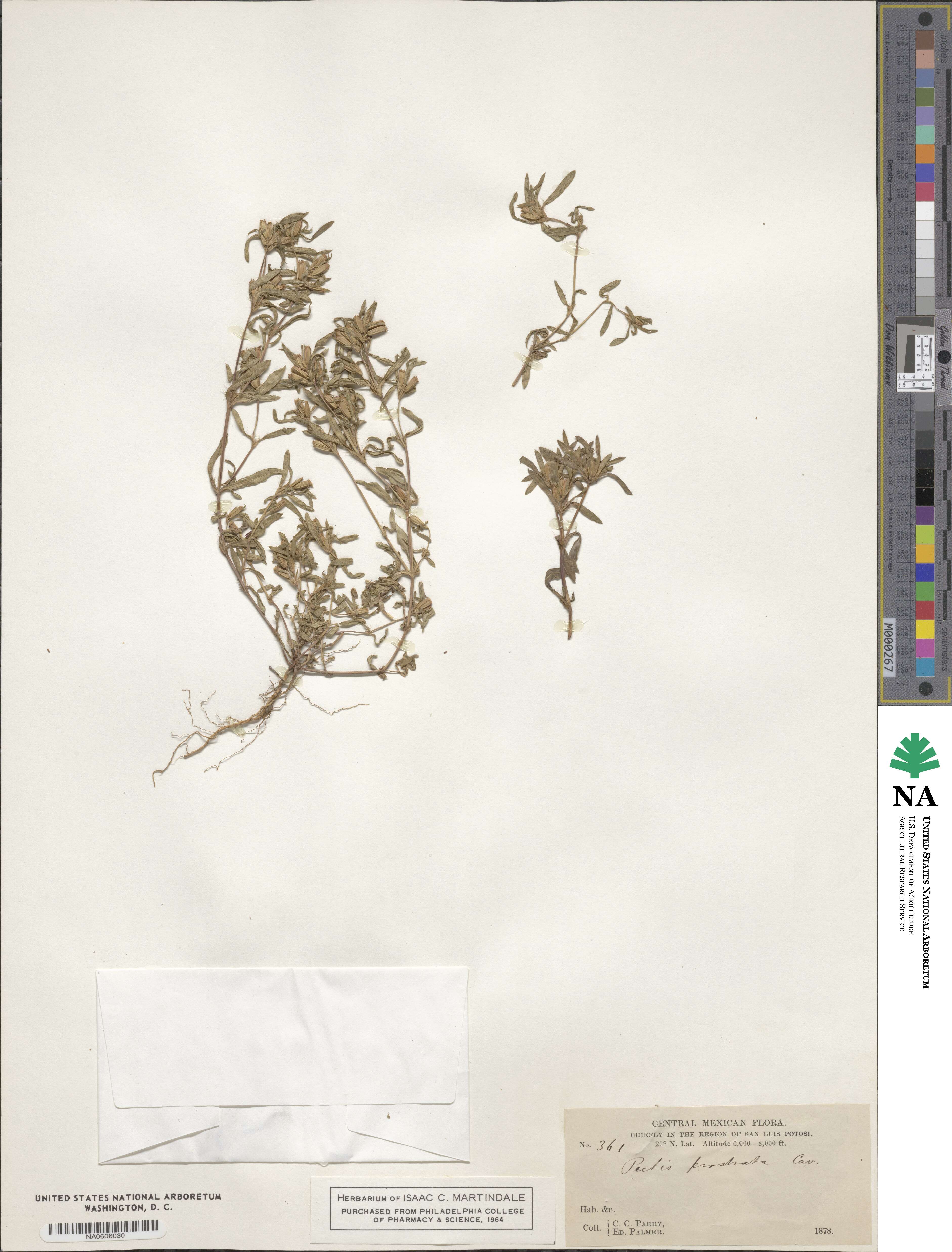 Pectis prostrata image