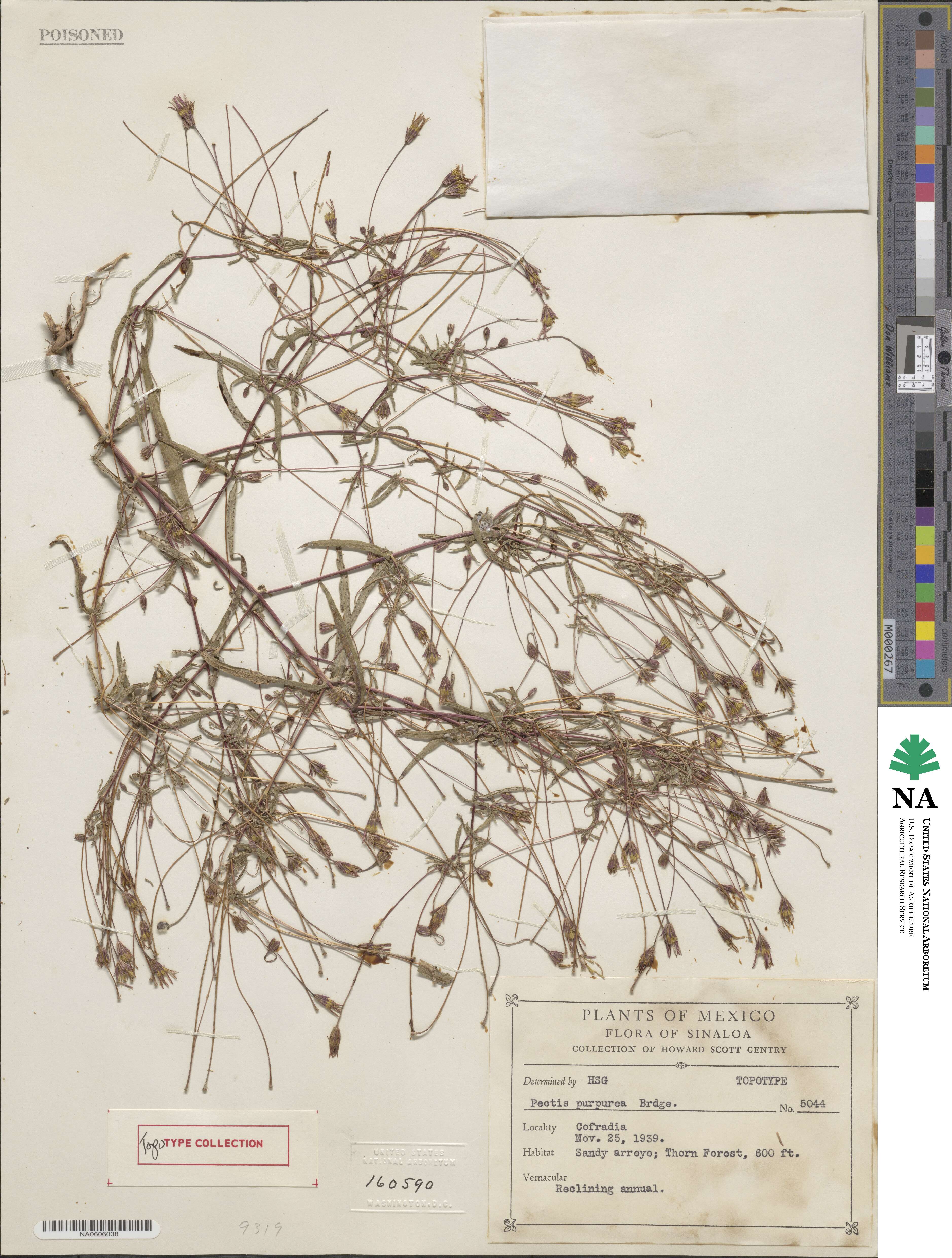 Pectis purpurea image