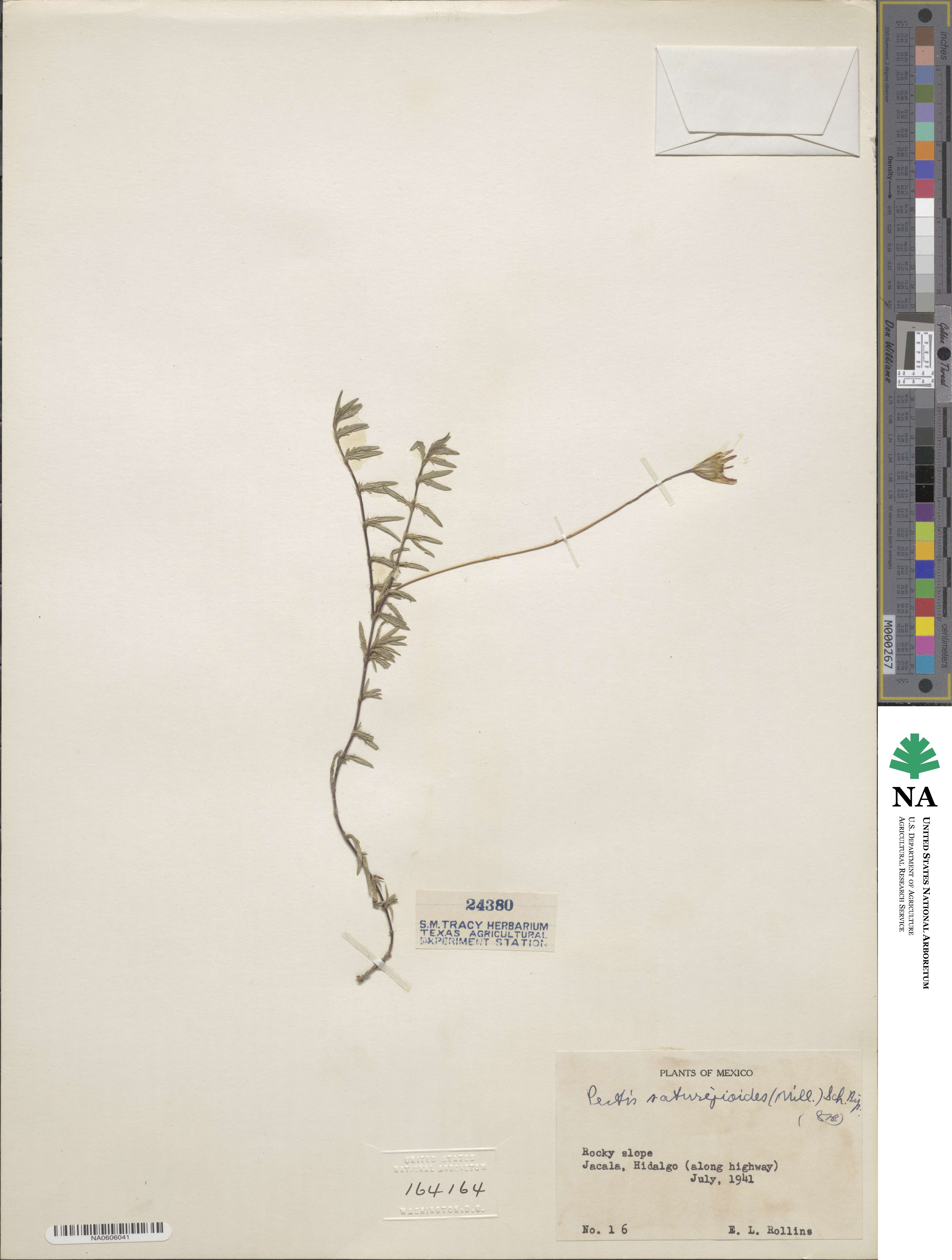 Pectis saturejoides image