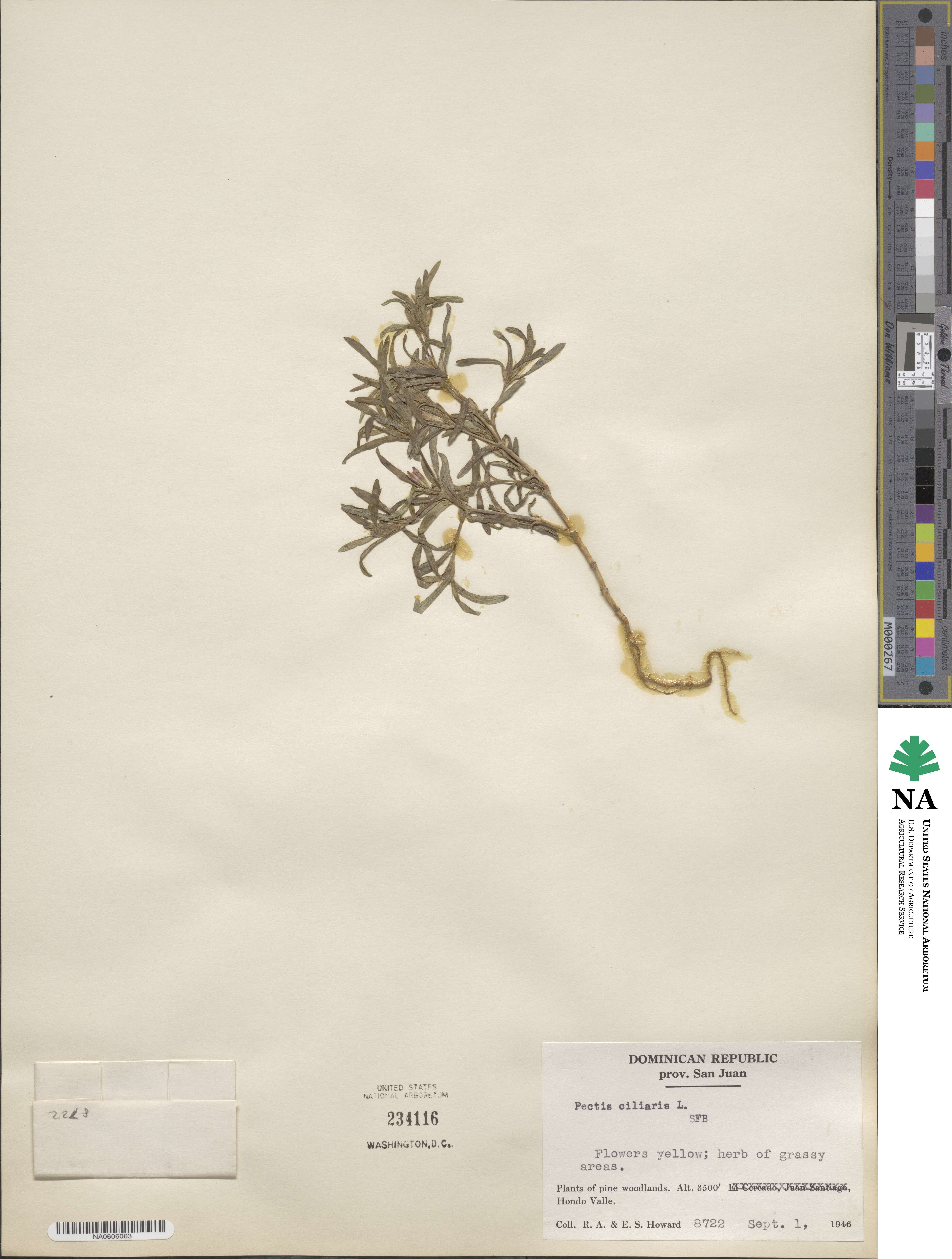 Pectis ciliaris image