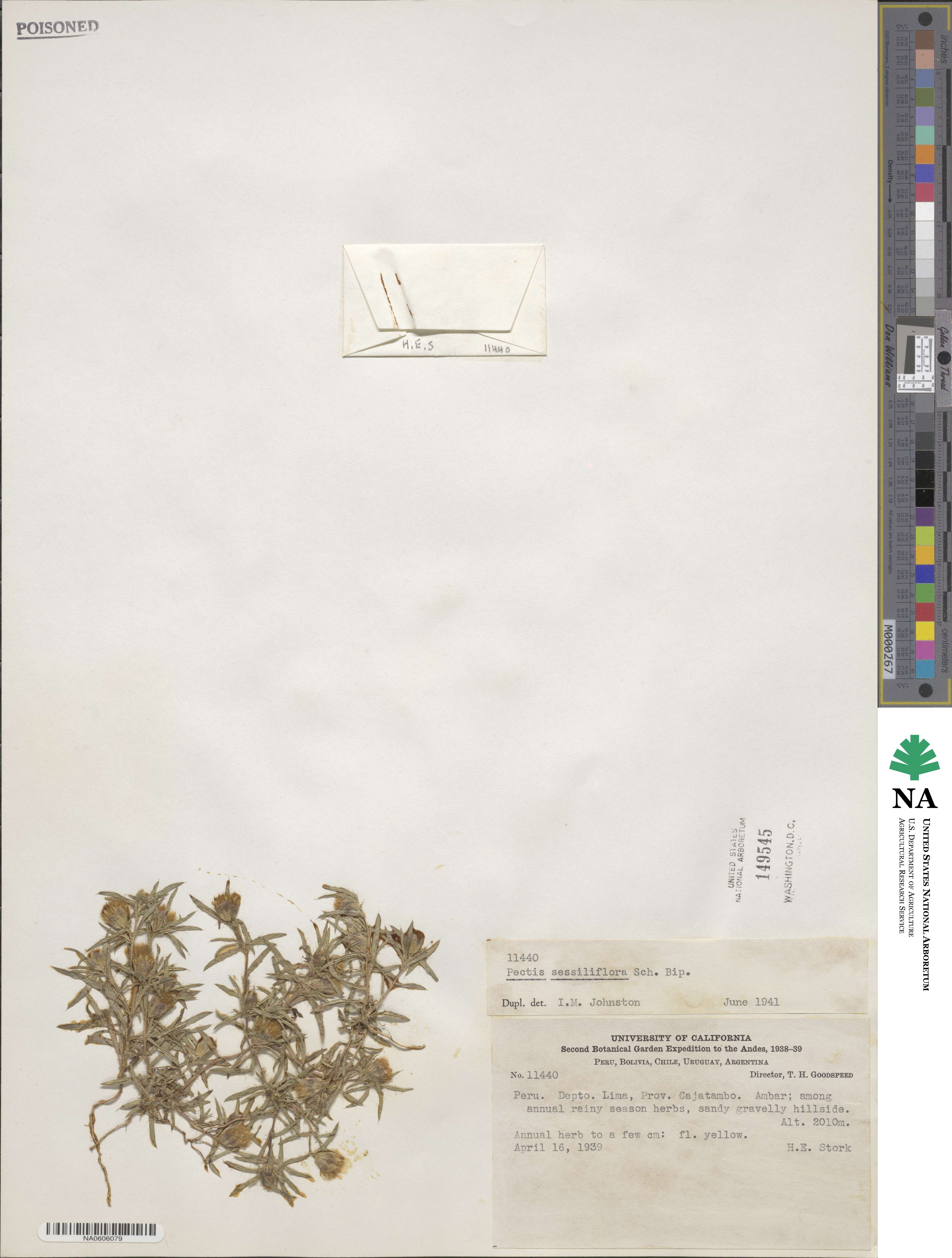 Pectis sessiliflora image