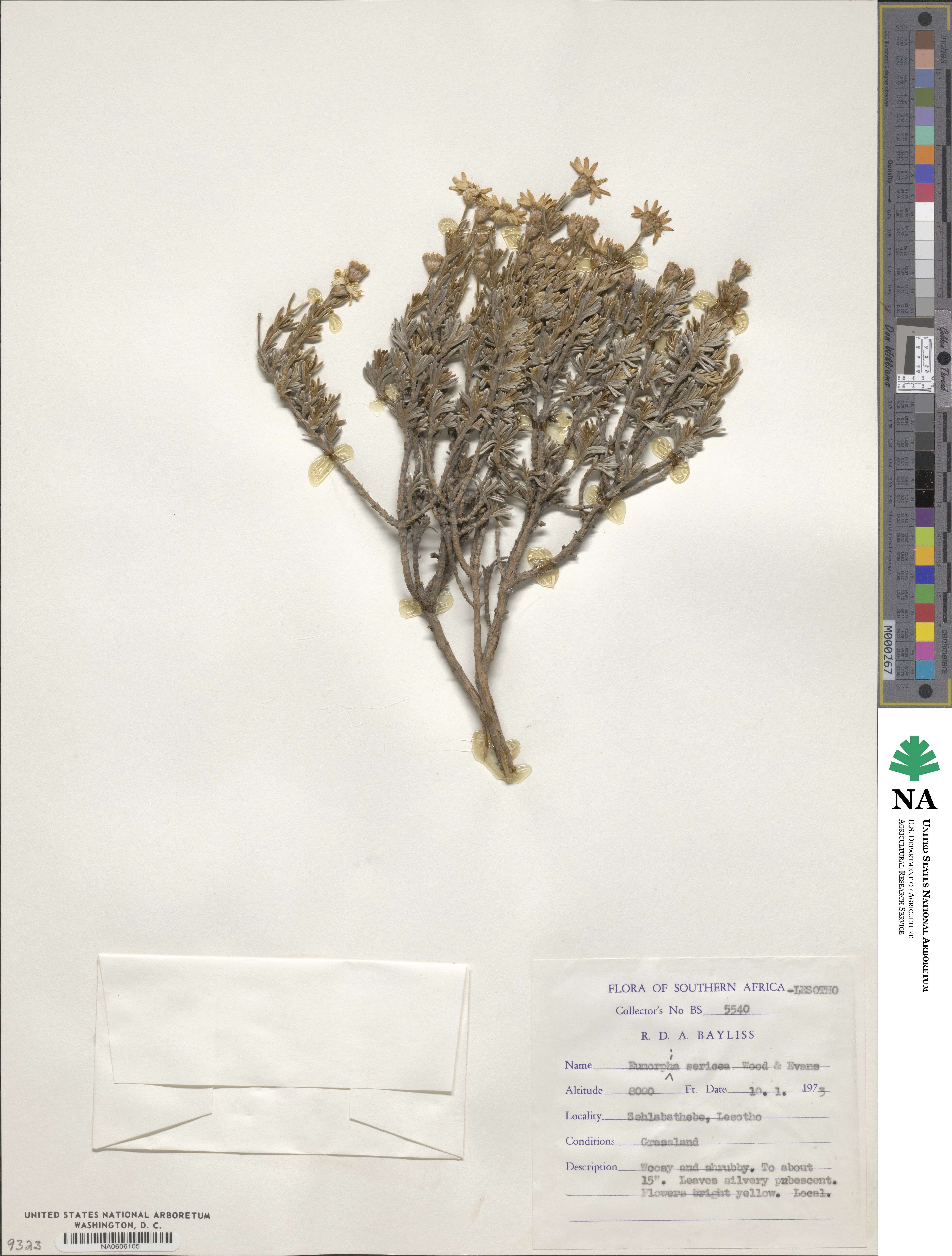 Eumorphia sericea image