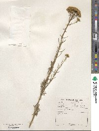 Hymenolepis parviflora image