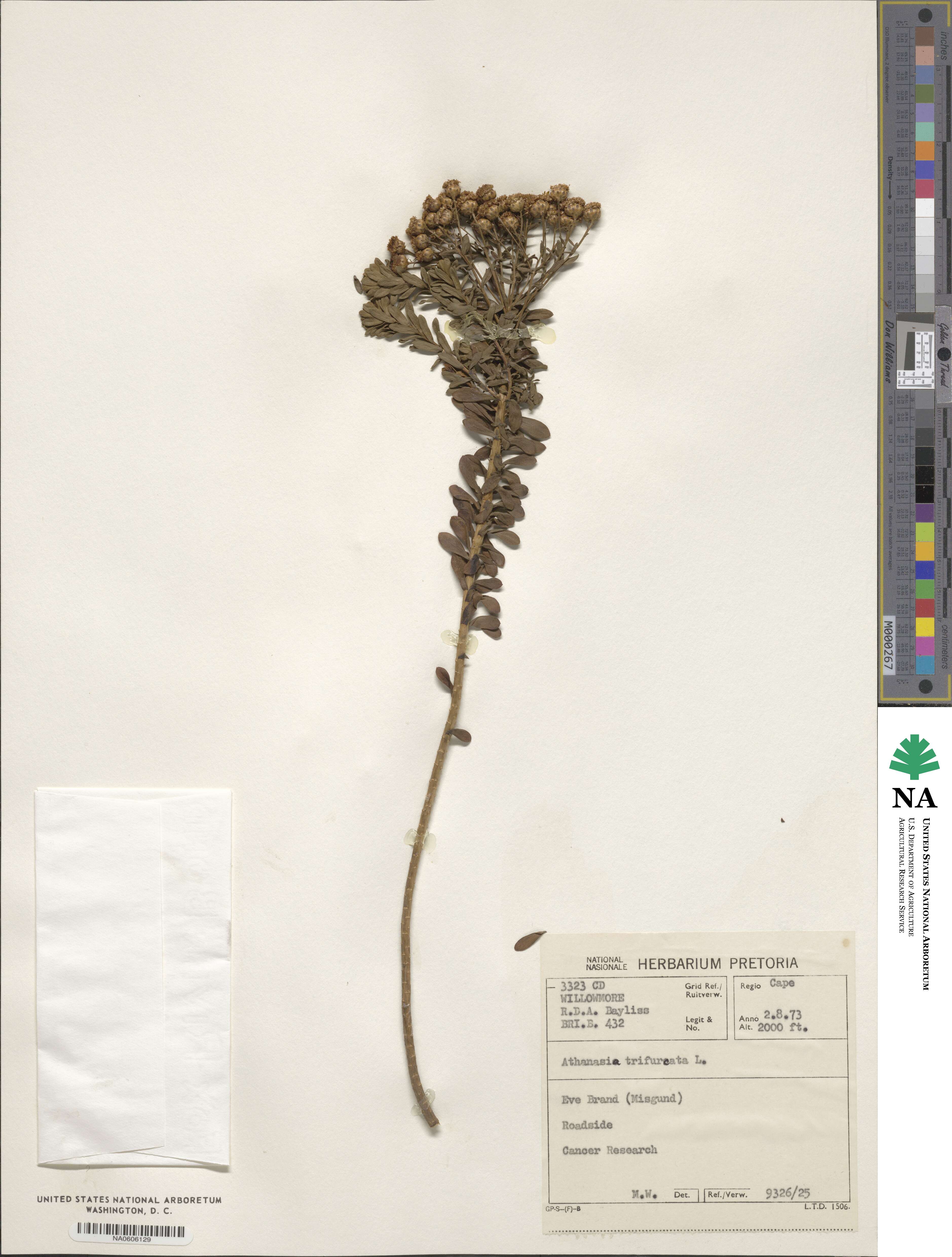 Athanasia trifurcata image