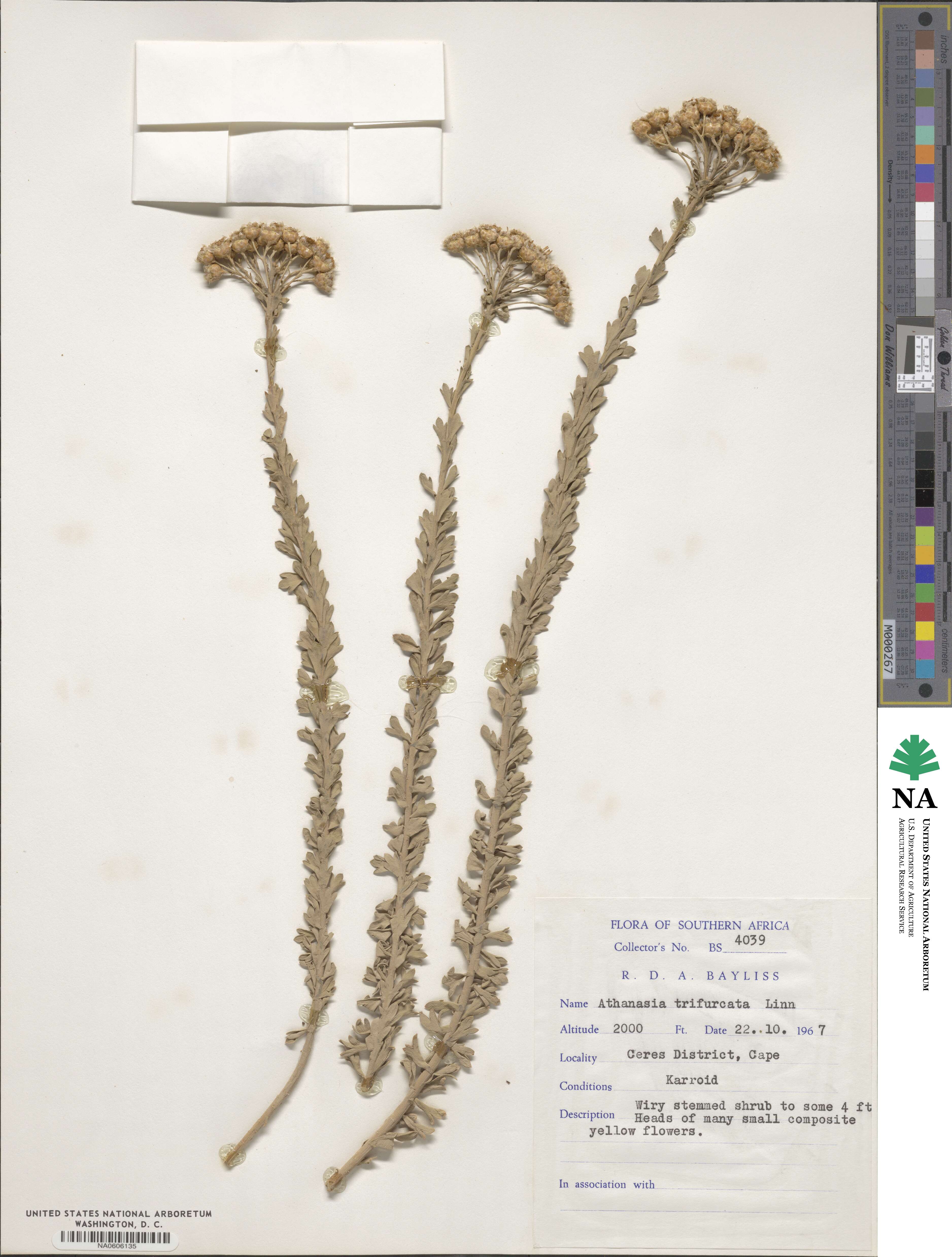 Athanasia trifurcata image