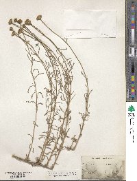 Santolina chamaecyparissus image