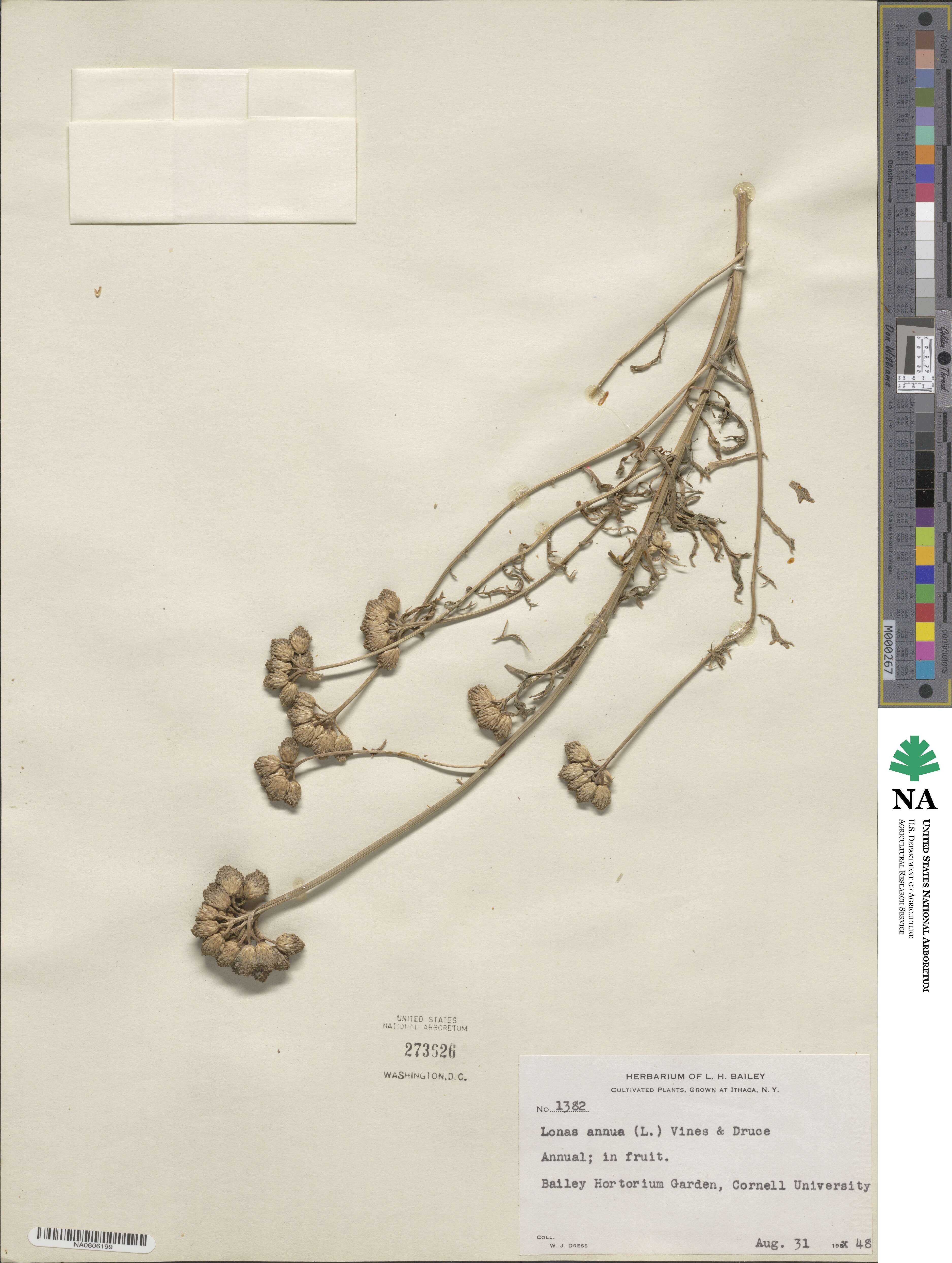 Lonas annua image