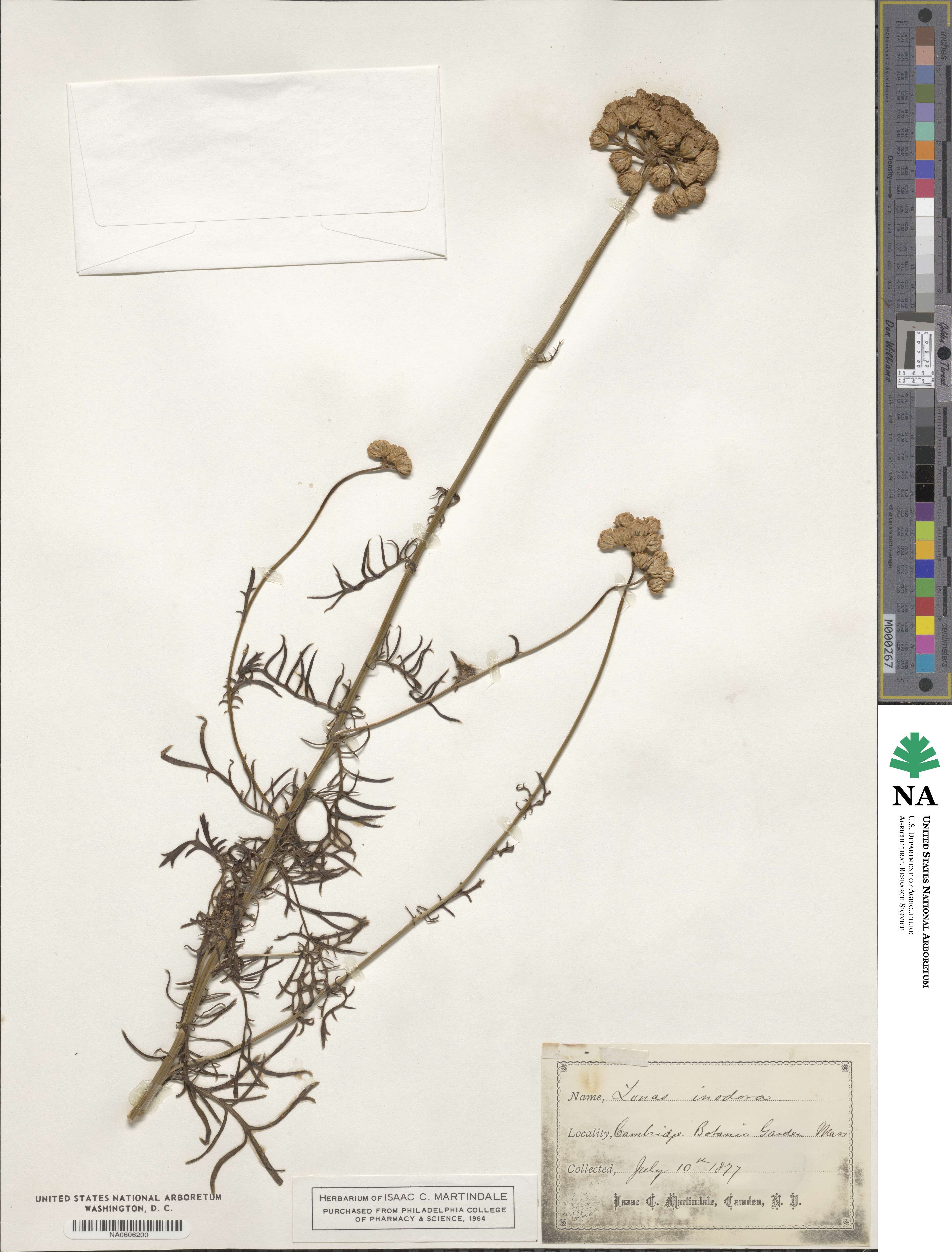Lonas annua image