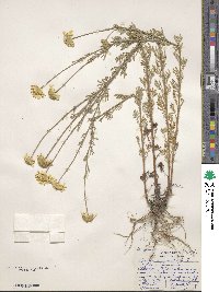 Cota tinctoria subsp. tinctoria image