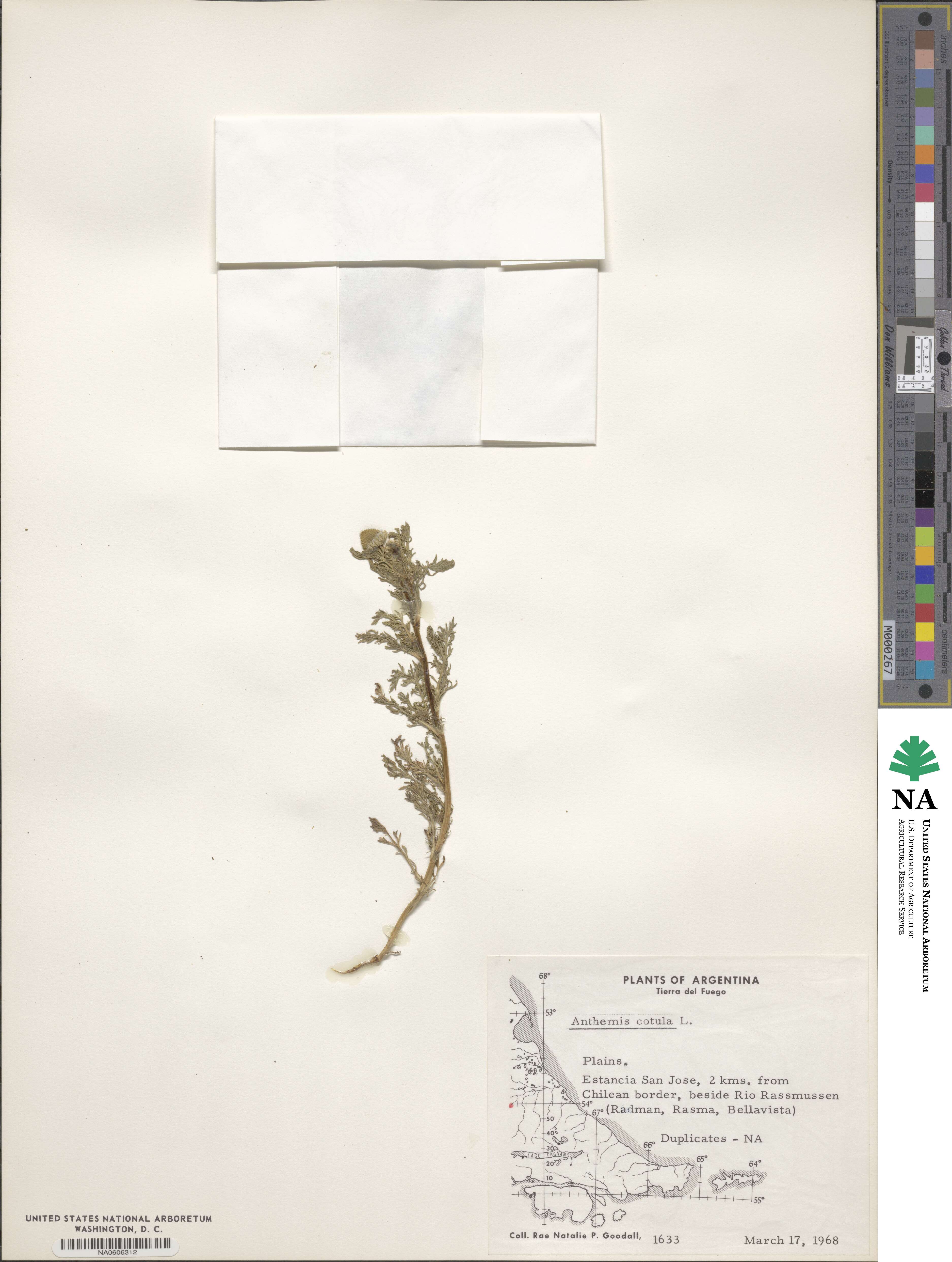 Anthemis cotula image