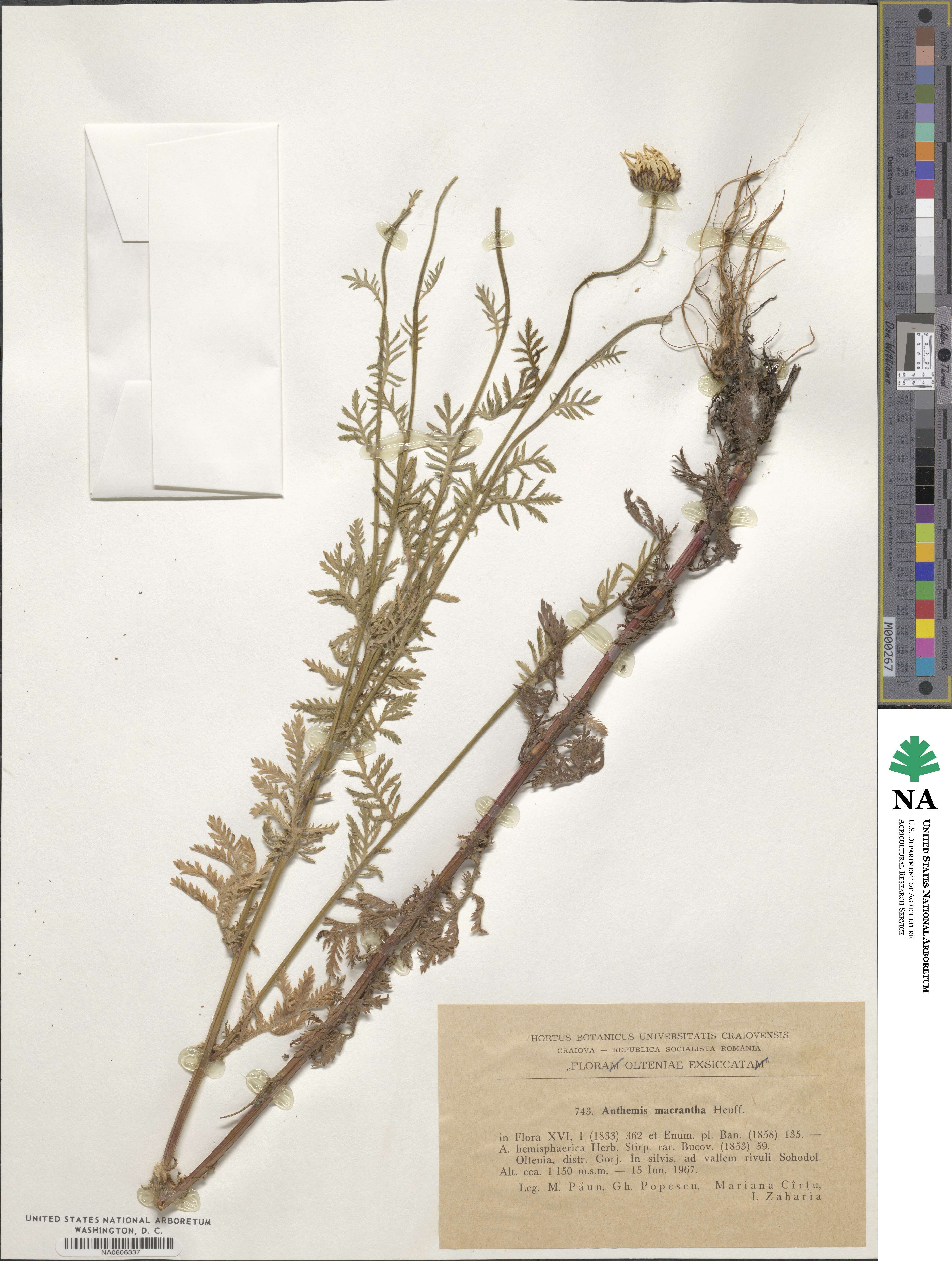 Cota macrantha image