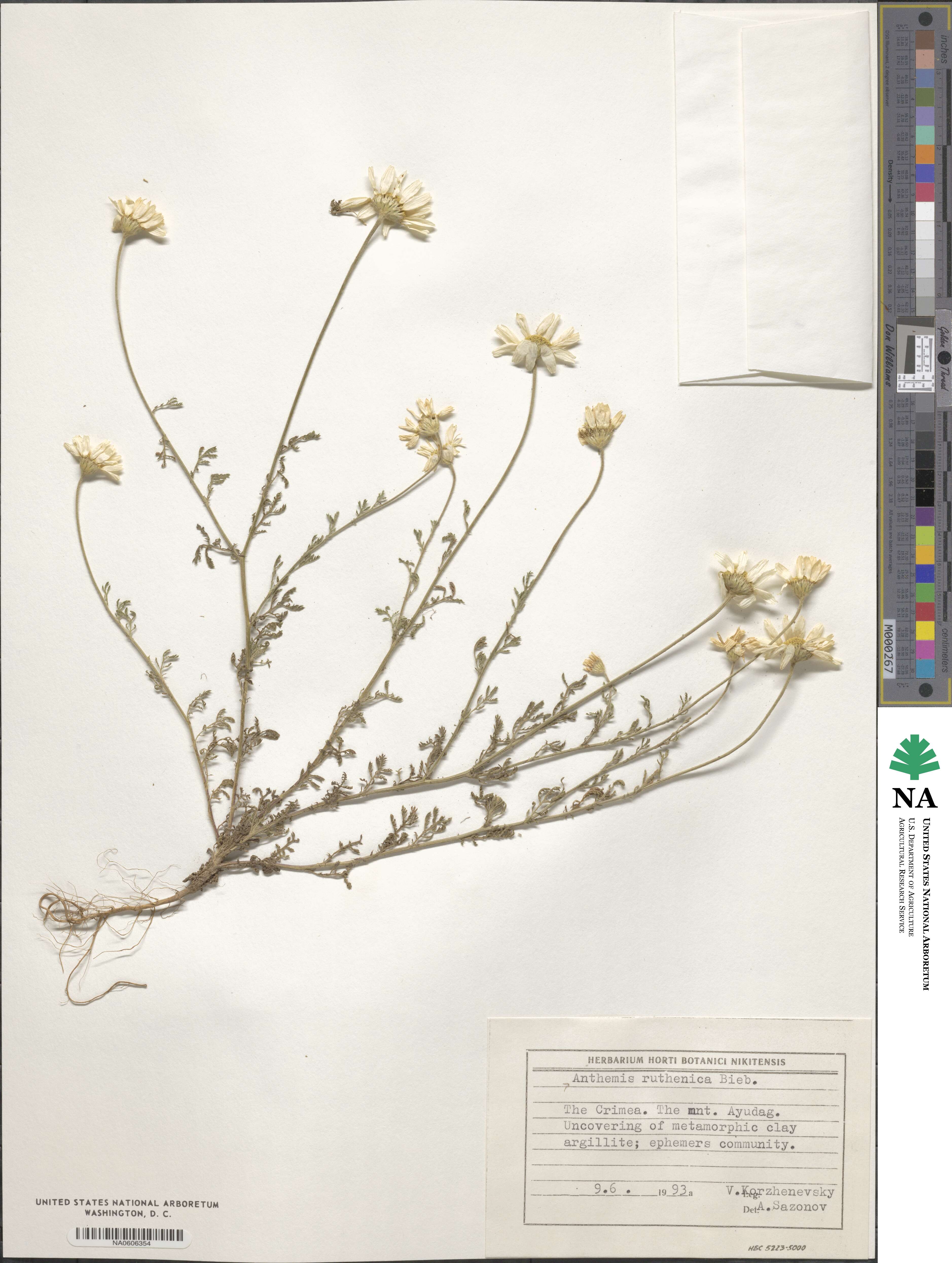 Anthemis ruthenica image