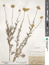 Cota tinctoria subsp. tinctoria image