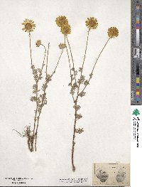 Cota tinctoria subsp. tinctoria image