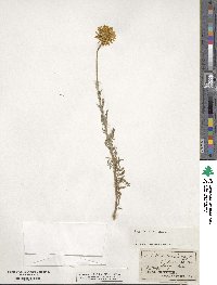 Cota tinctoria subsp. tinctoria image