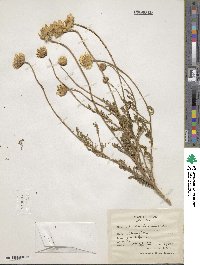 Image of Anthemis scariosa