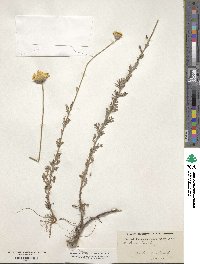 Cota tinctoria subsp. tinctoria image