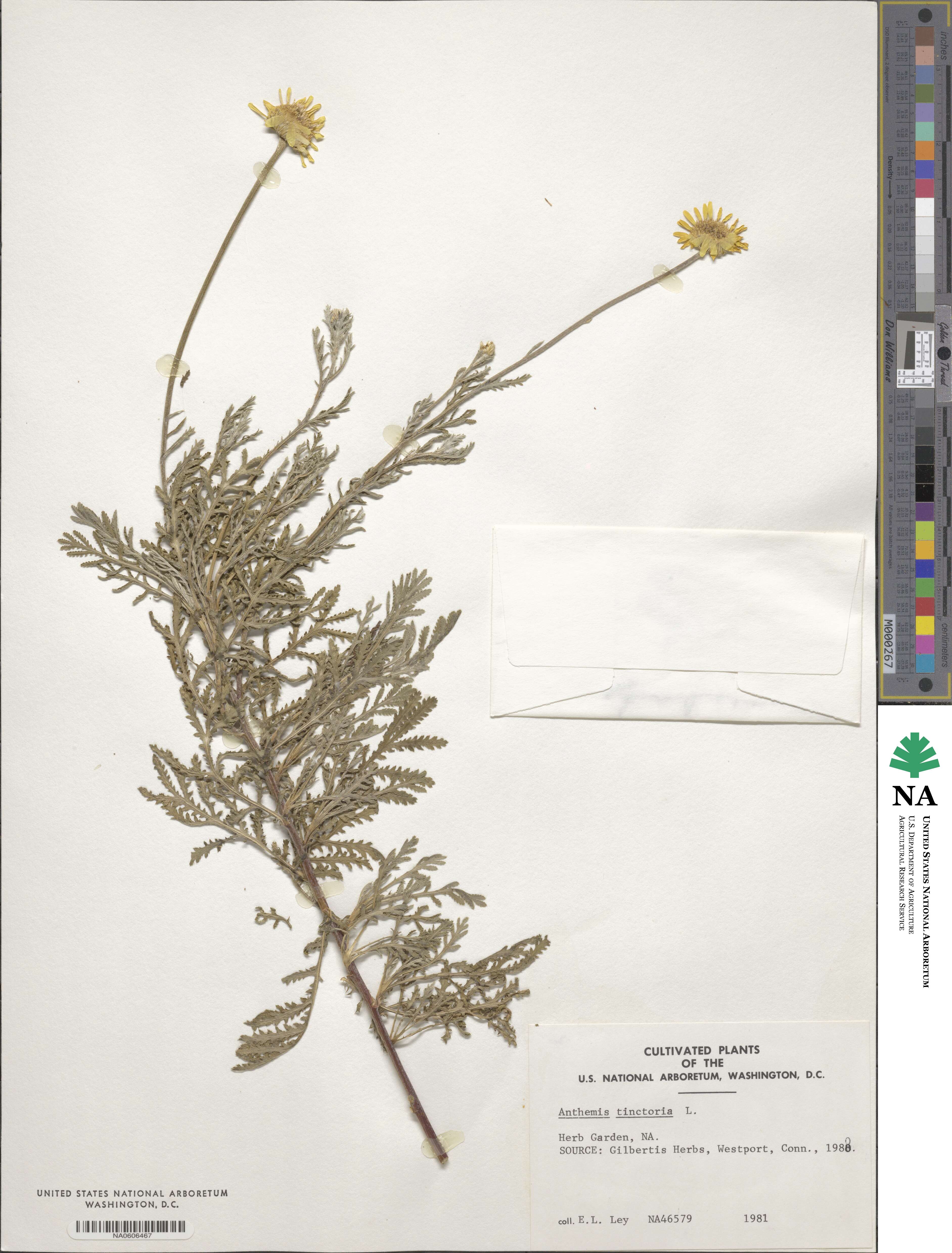 Cota tinctoria subsp. tinctoria image