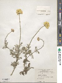 Cota tinctoria subsp. tinctoria image