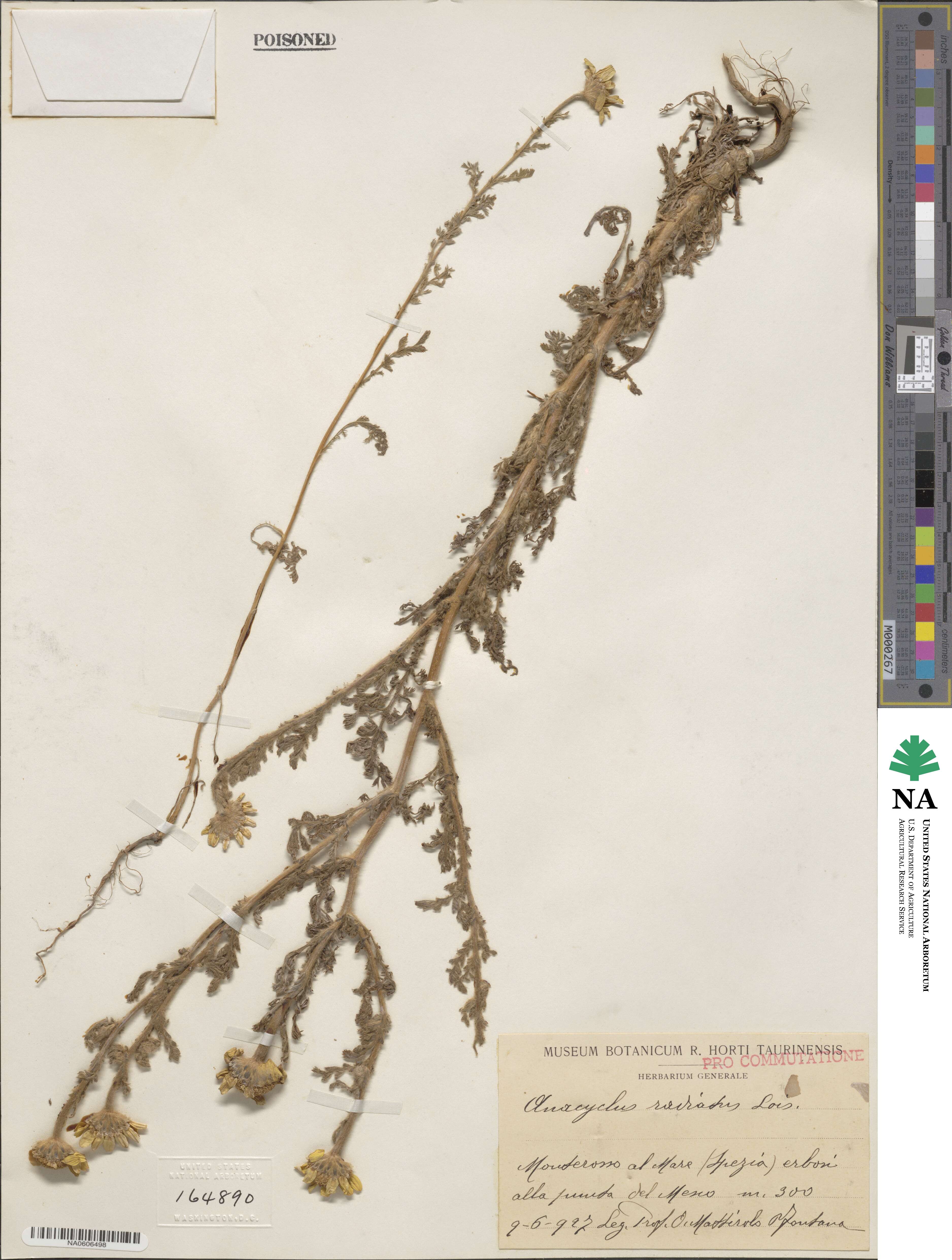 Anacyclus radiatus image