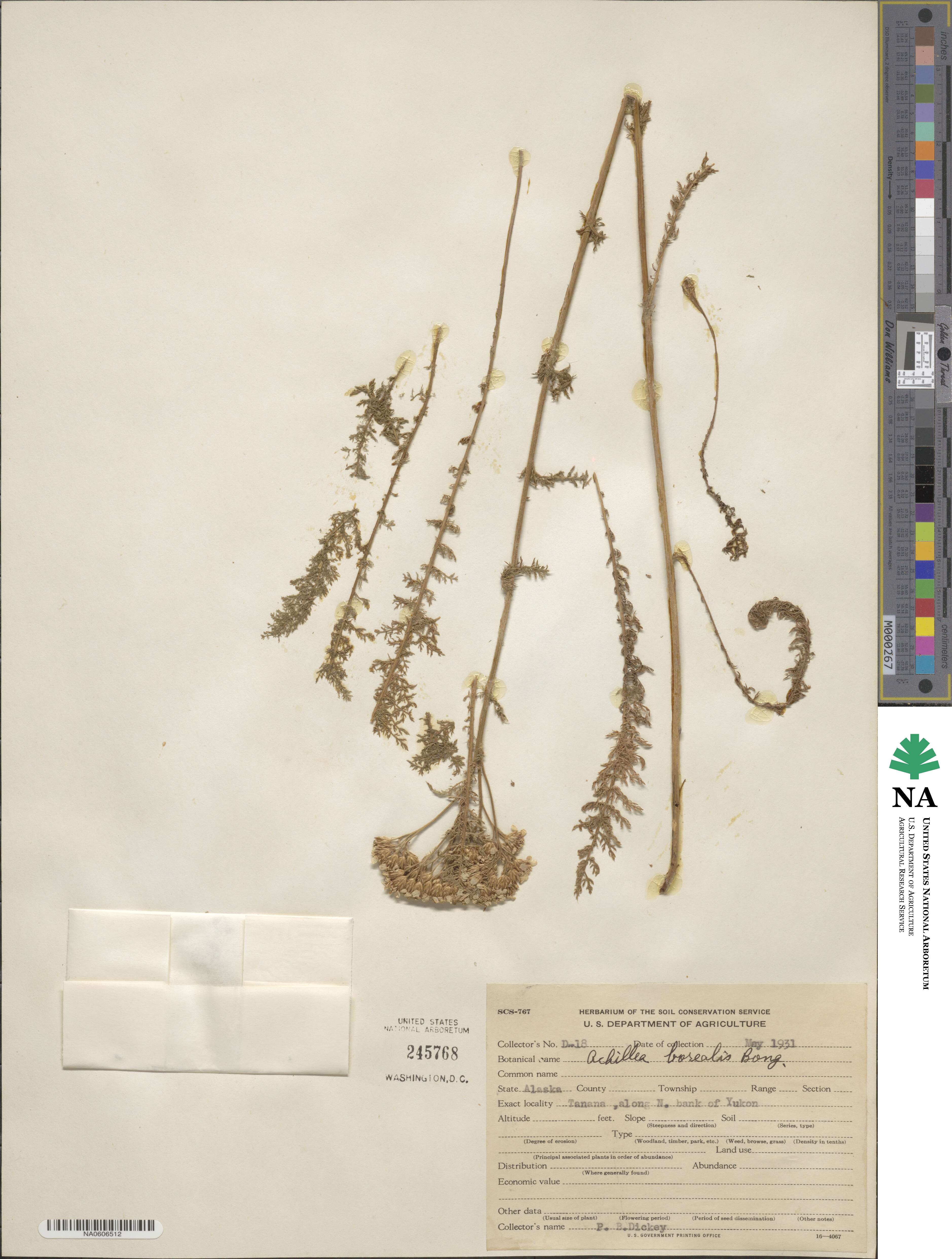 Achillea borealis image