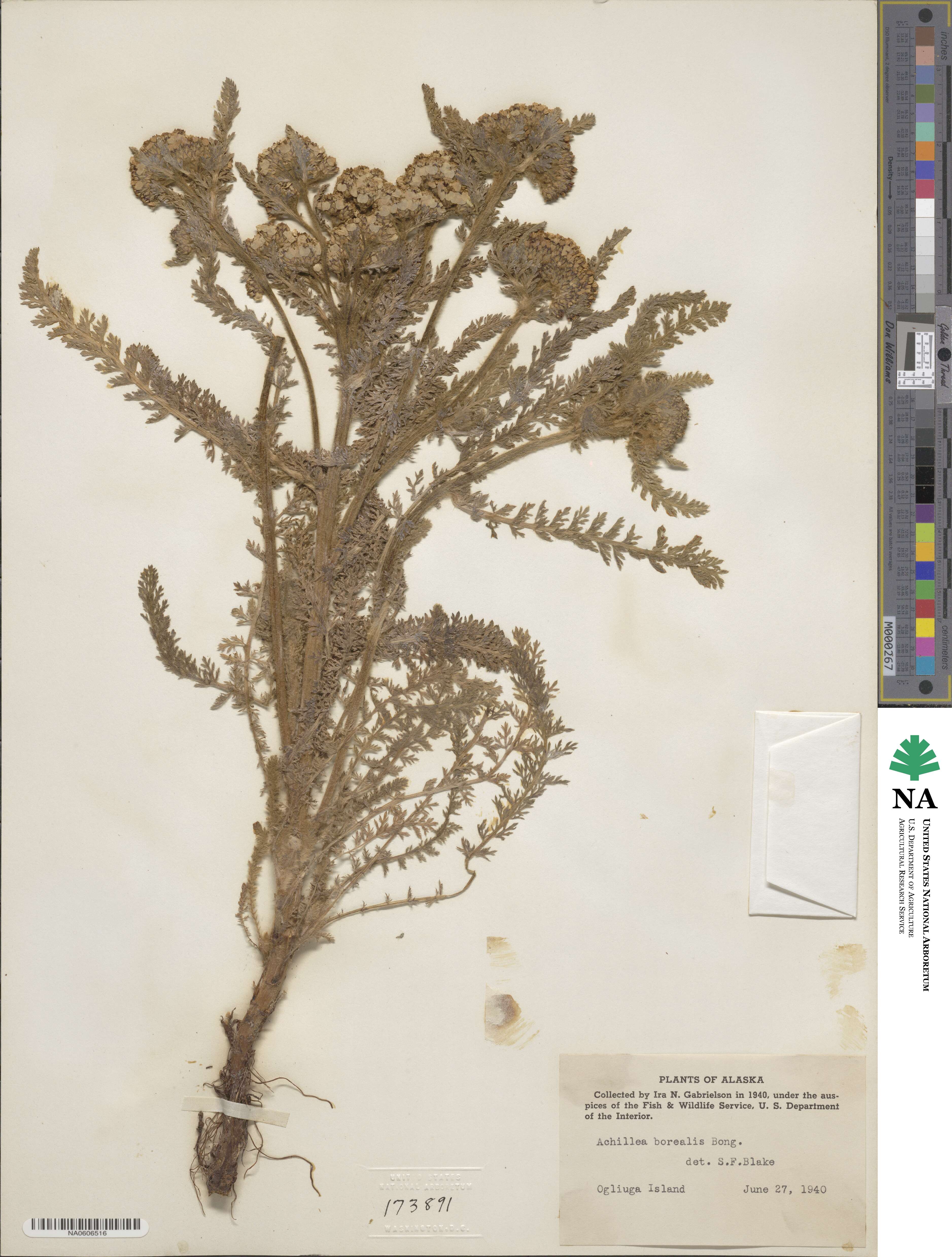 Achillea borealis image