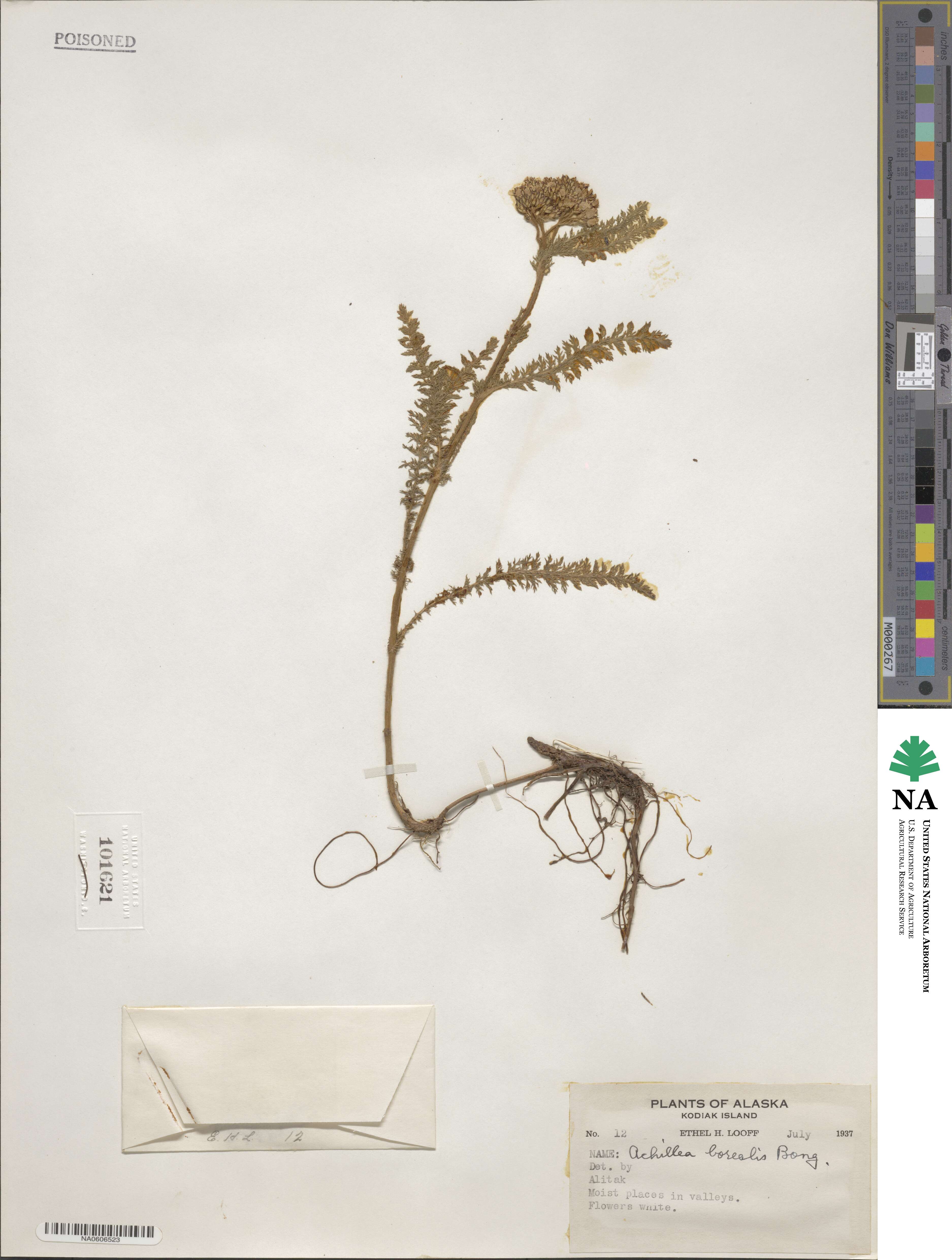 Achillea borealis image