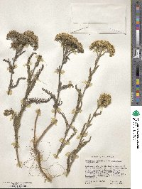 Achillea millefolium var. arenicola image