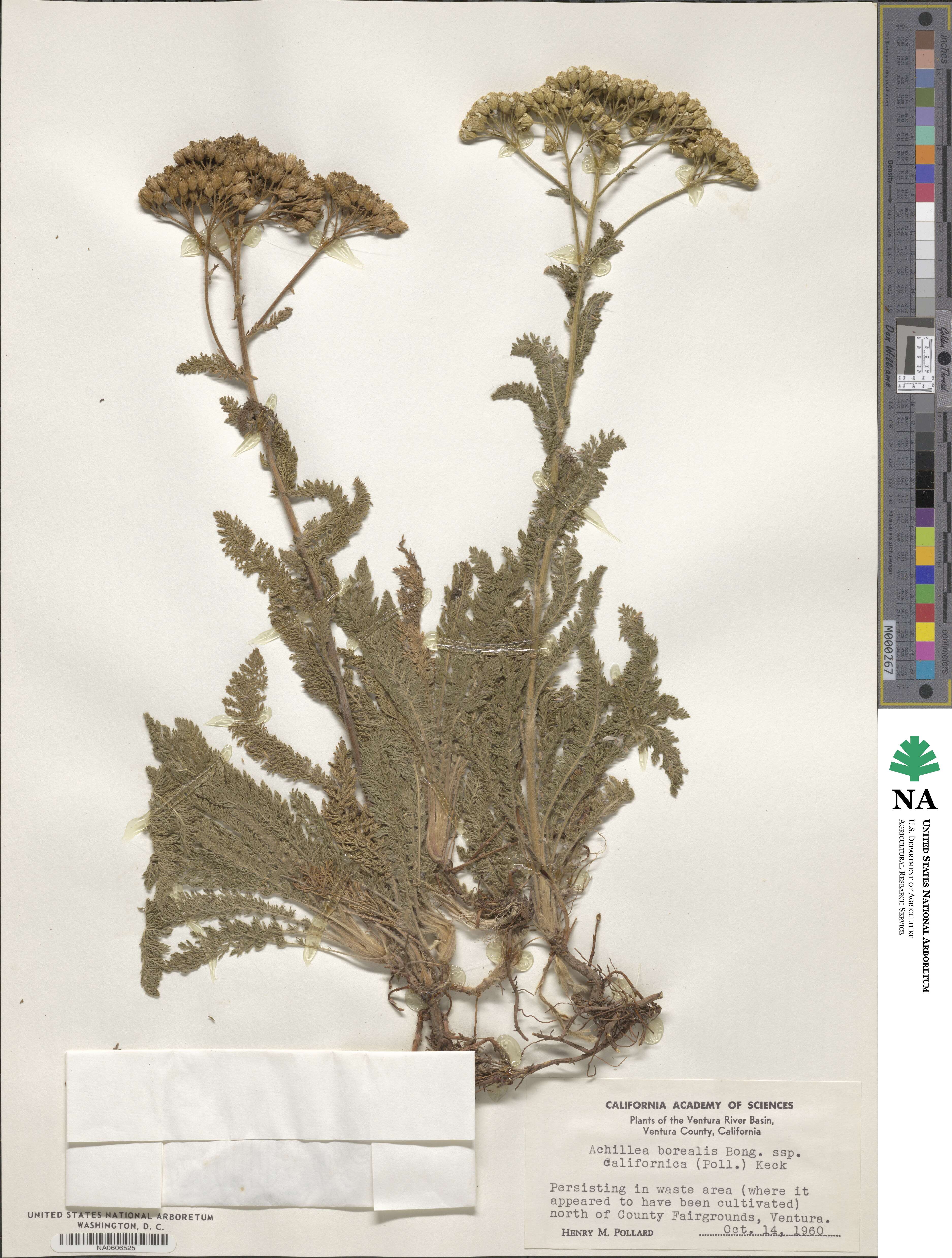 Achillea borealis var. californica image