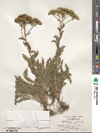 Achillea borealis image