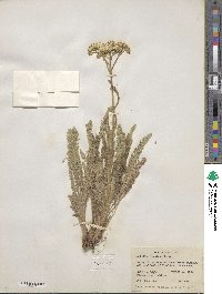 Achillea millefolium var. occidentalis image