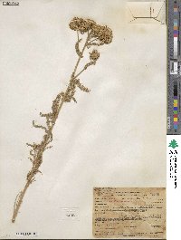 Achillea millefolium var. alpicola image