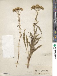 Achillea millefolium var. alpicola image