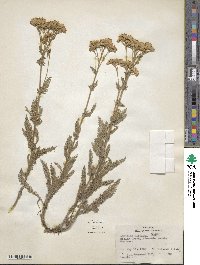 Achillea millefolium var. alpicola image