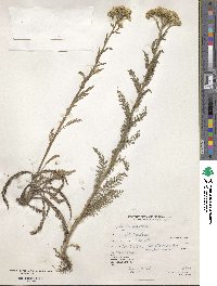 Achillea millefolium var. alpicola image