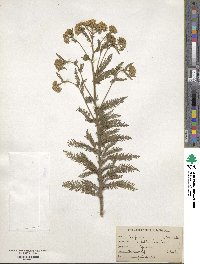 Achillea millefolium var. alpicola image