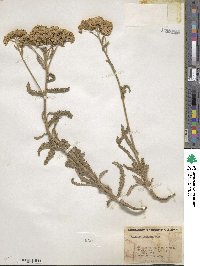 Achillea millefolium var. alpicola image