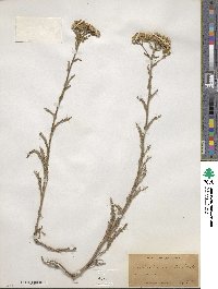 Achillea millefolium var. alpicola image