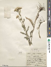 Achillea millefolium var. alpicola image