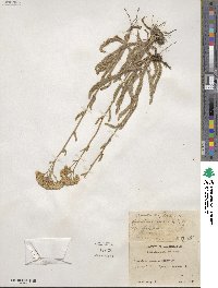 Achillea millefolium var. alpicola image