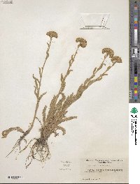 Achillea millefolium var. alpicola image